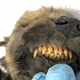 The 18,000-year-old puppy, with remarkably intact teeth.